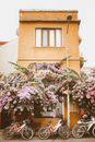 Pink and White Flowers on Brown Concrete Building