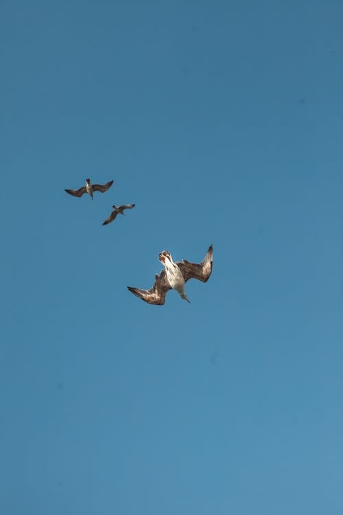 Бесплатное стоковое фото с вертикальный выстрел, голубое небо, животное
