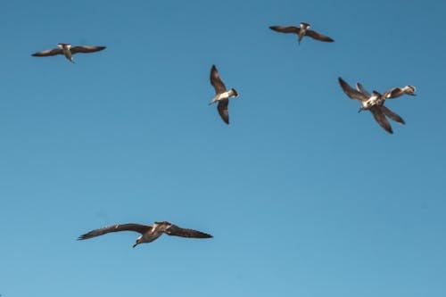 Free Flock of Birds Flying Under Blue Sky Stock Photo