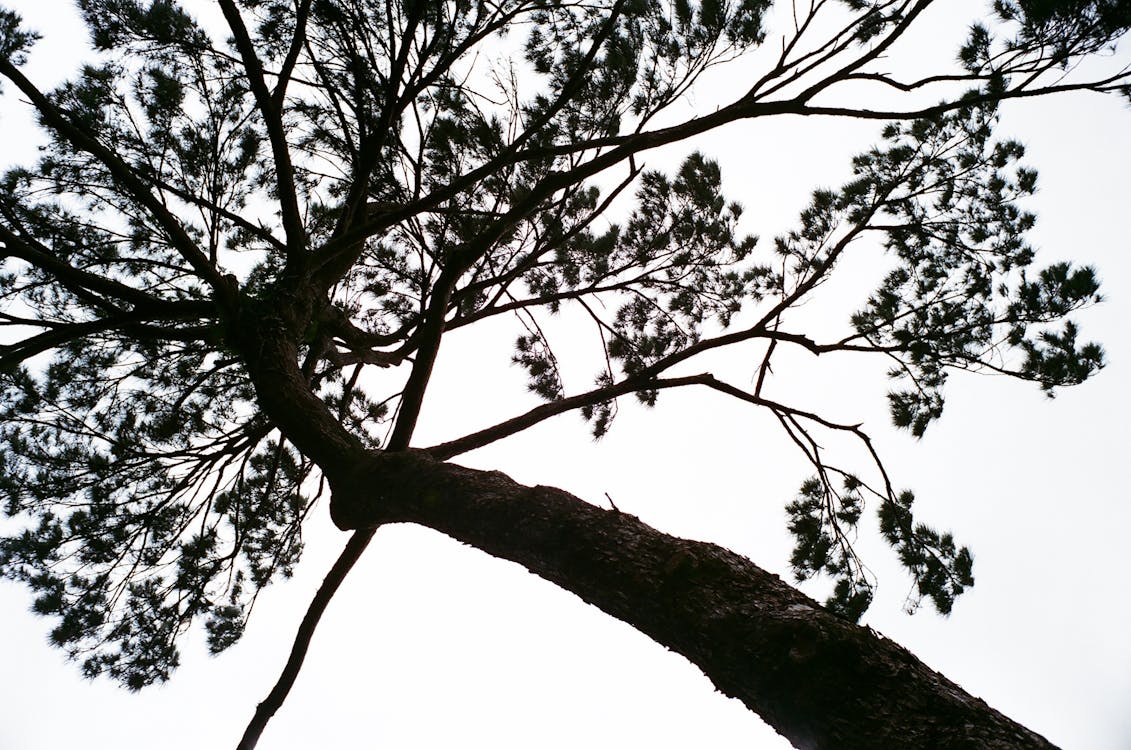 Foto stok gratis alam, alami, batang pohon