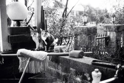 Симпатичные домашние кошки, сидя на балконе