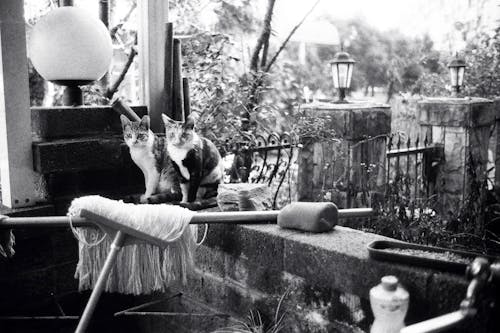 Black and white of spotted cats sitting on brick border of messy house in countryside