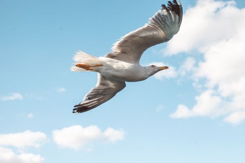 Free A seagull in flight against a clear blue sky with white clouds. Stock Photo