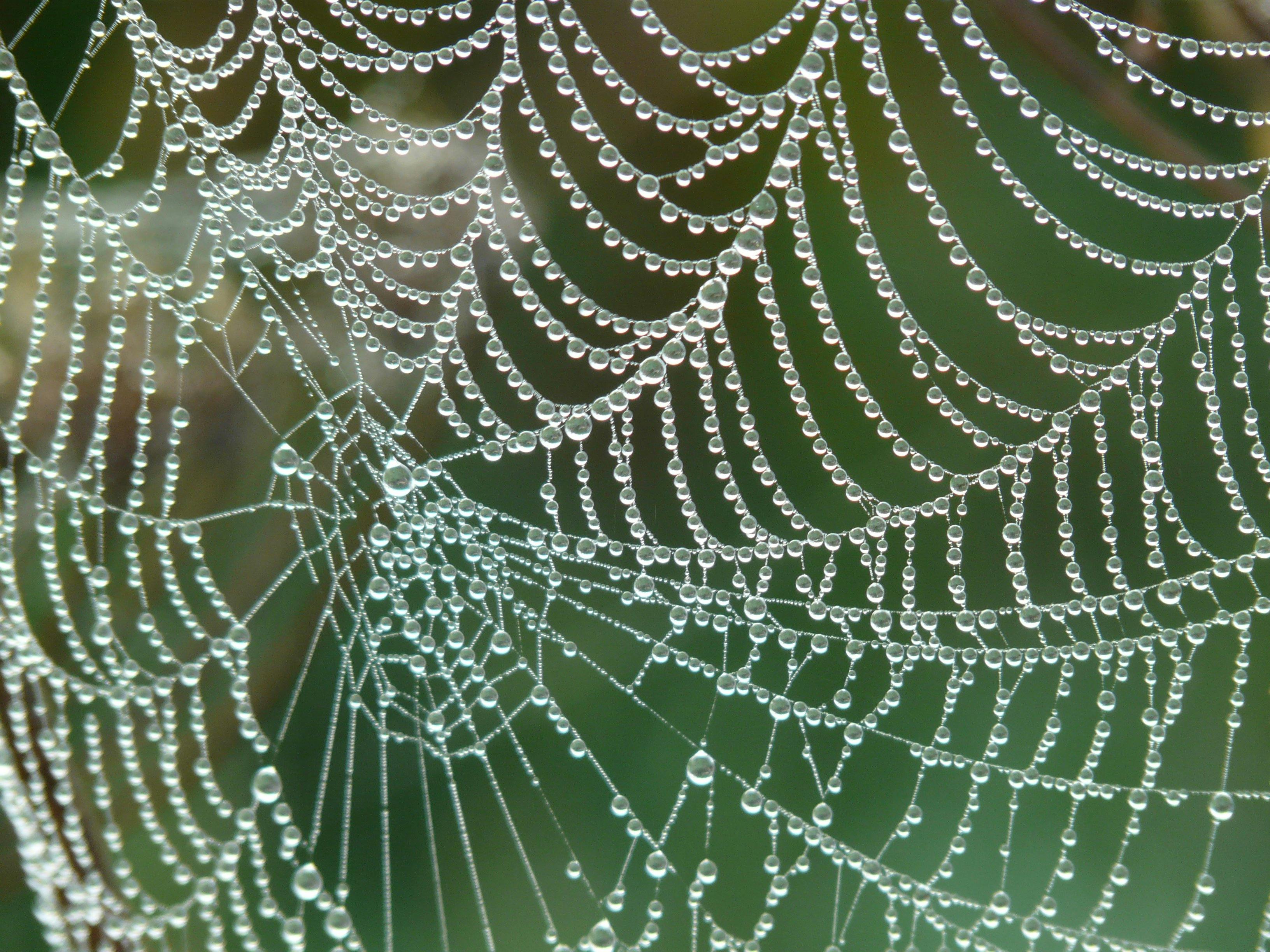 雨滴の蜘蛛の巣 無料の写真素材