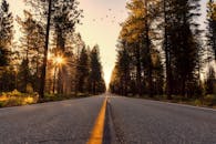 宁静的林间小路沐浴在日出的阳光中