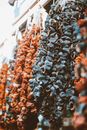 Black and Brown Plant