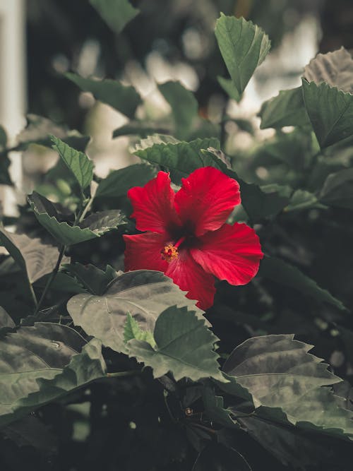 Free Delicate blossom with red petals blooming on shrub with green leaves against blurred background in summer garden in countryside in daylight Stock Photo
