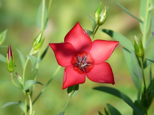 無料 赤い花のマクロ撮影 写真素材