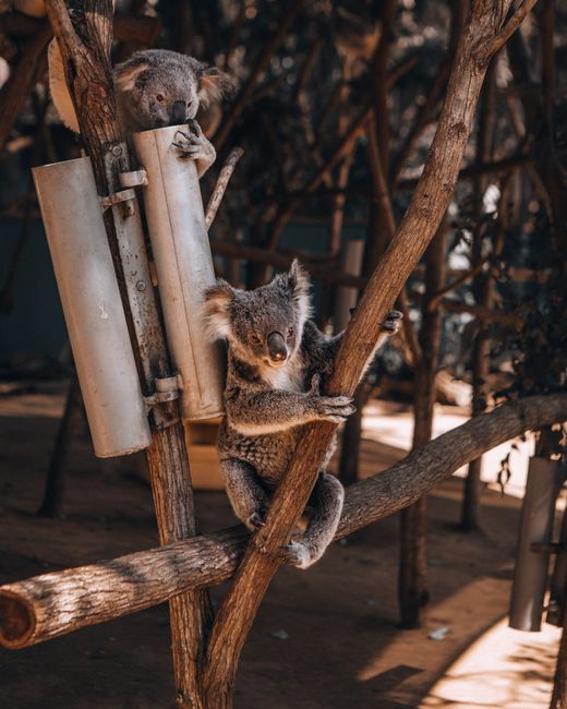 Two playful koalas climb branches in a natural habitat at Currumbin Sanctuary, Australia.