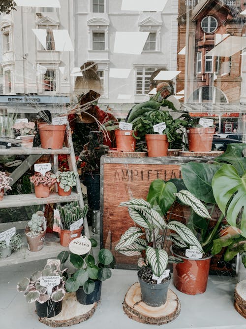 Vasos De Plantas Em Floricultura Durante O Dia