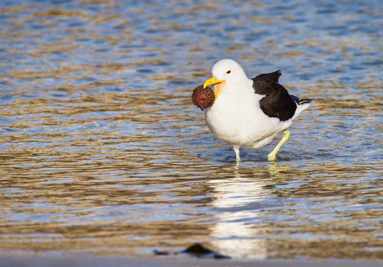 Seagull In Sea