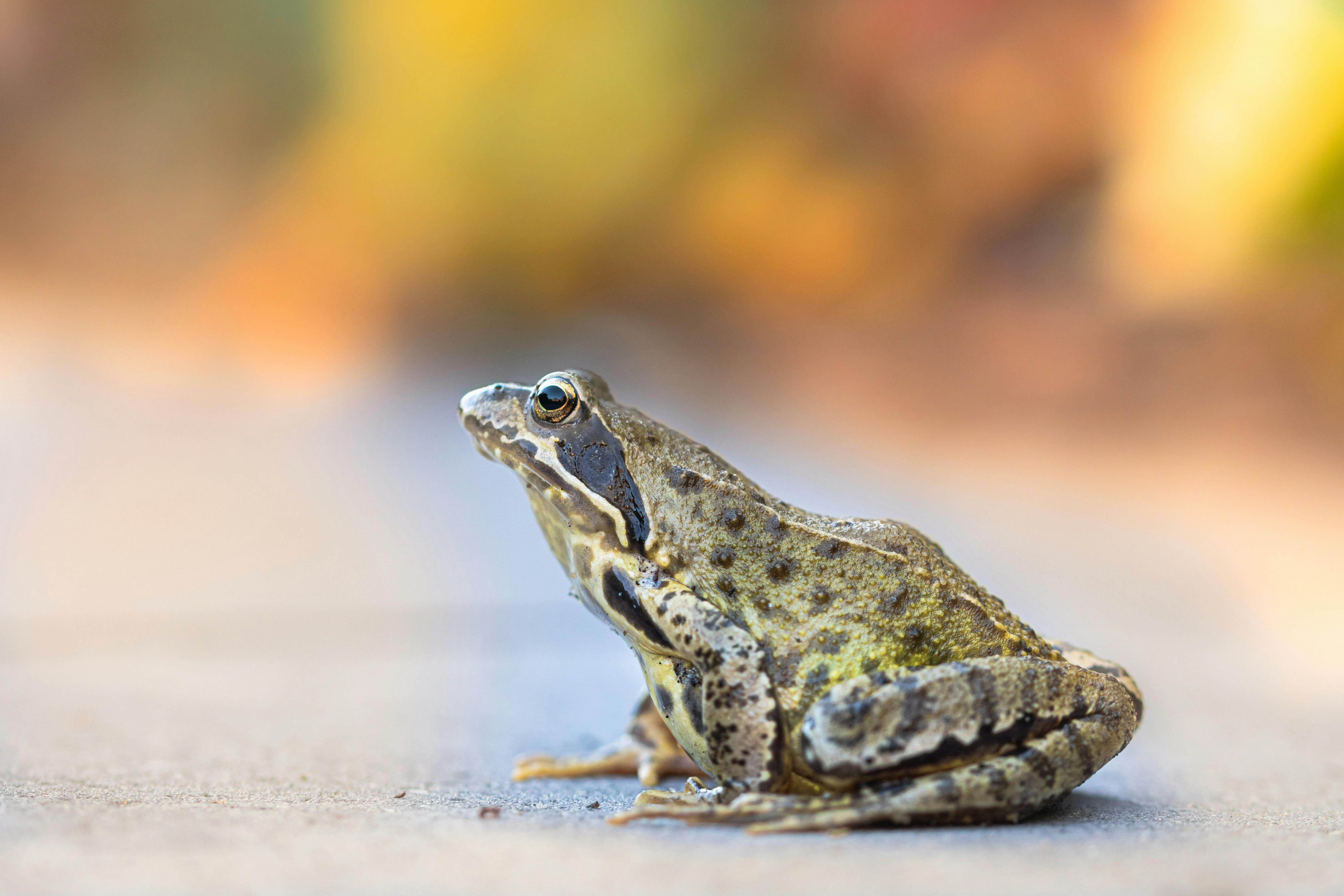 A Frog on the Moss · Free Stock Photo