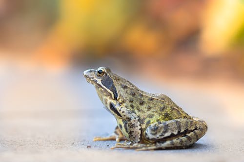 Close-up Shot of a Frog