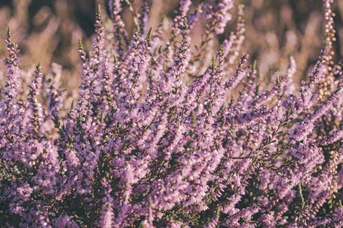 Heather Flowers on a Field