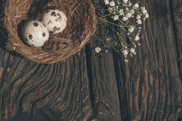 Quail Eggs On A Nest