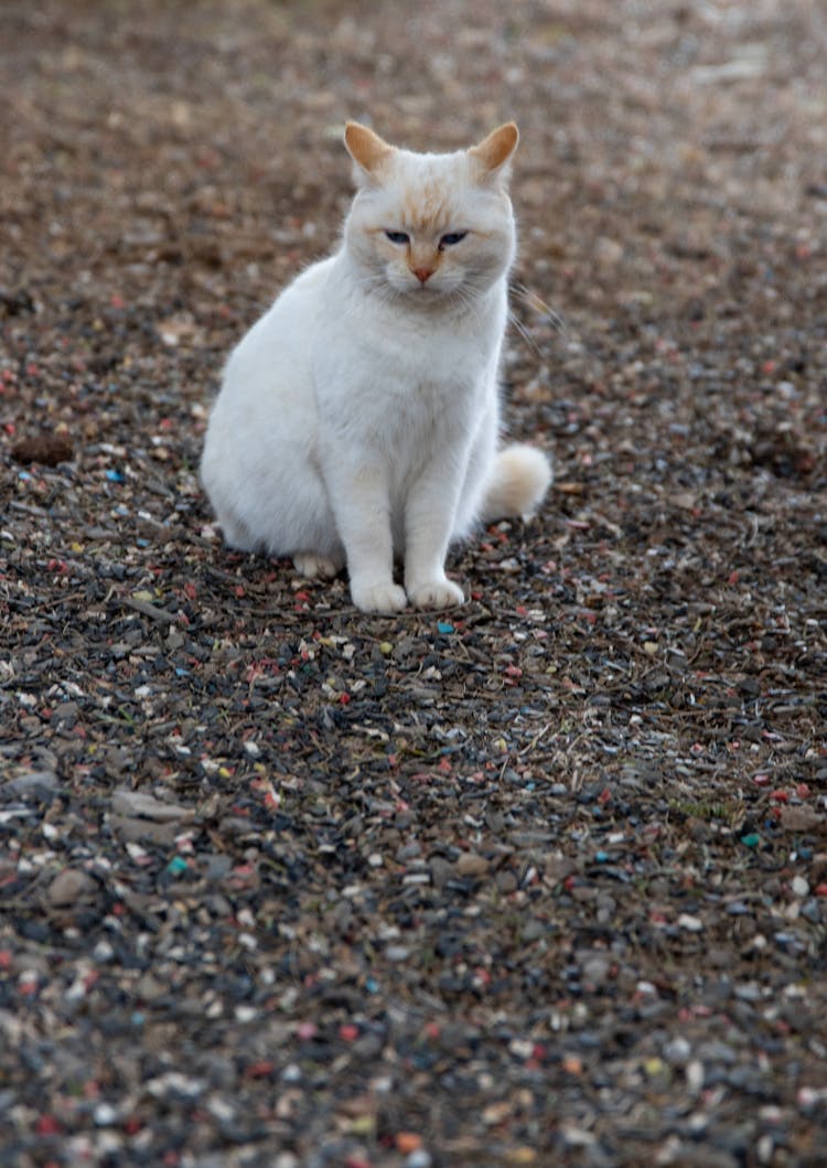 A White Cat With Orange Ears