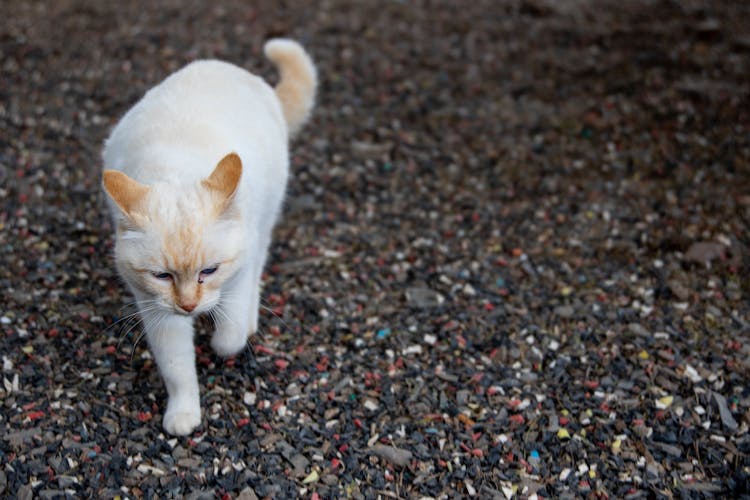 A White Cat Walking