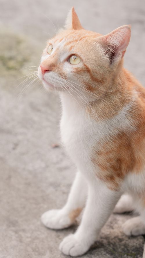 Free An orange and white tabby cat gazes intently while sitting on a concrete surface, captured outdoors. Stock Photo