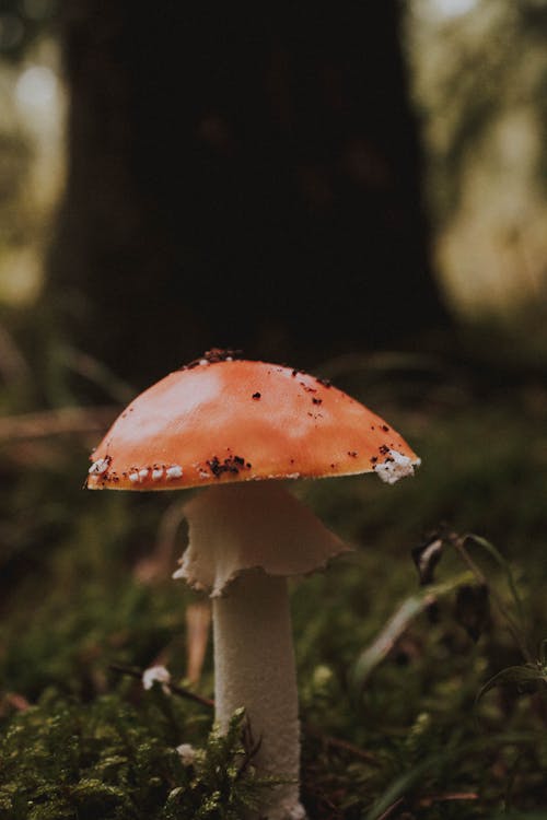 Free Close-up of a Mushroom on the Ground Stock Photo