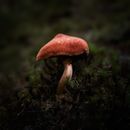 Poisonous fungus with bright cap and wavy stipe growing on green land in woods