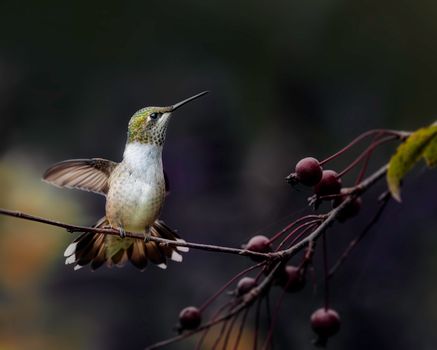 Hummingbird with spread wings on May tree twig