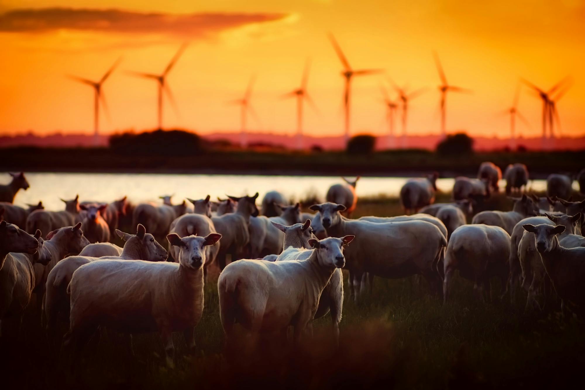 Grayscale Photography of Two Silo on Grass \u00b7 Free Stock Photo