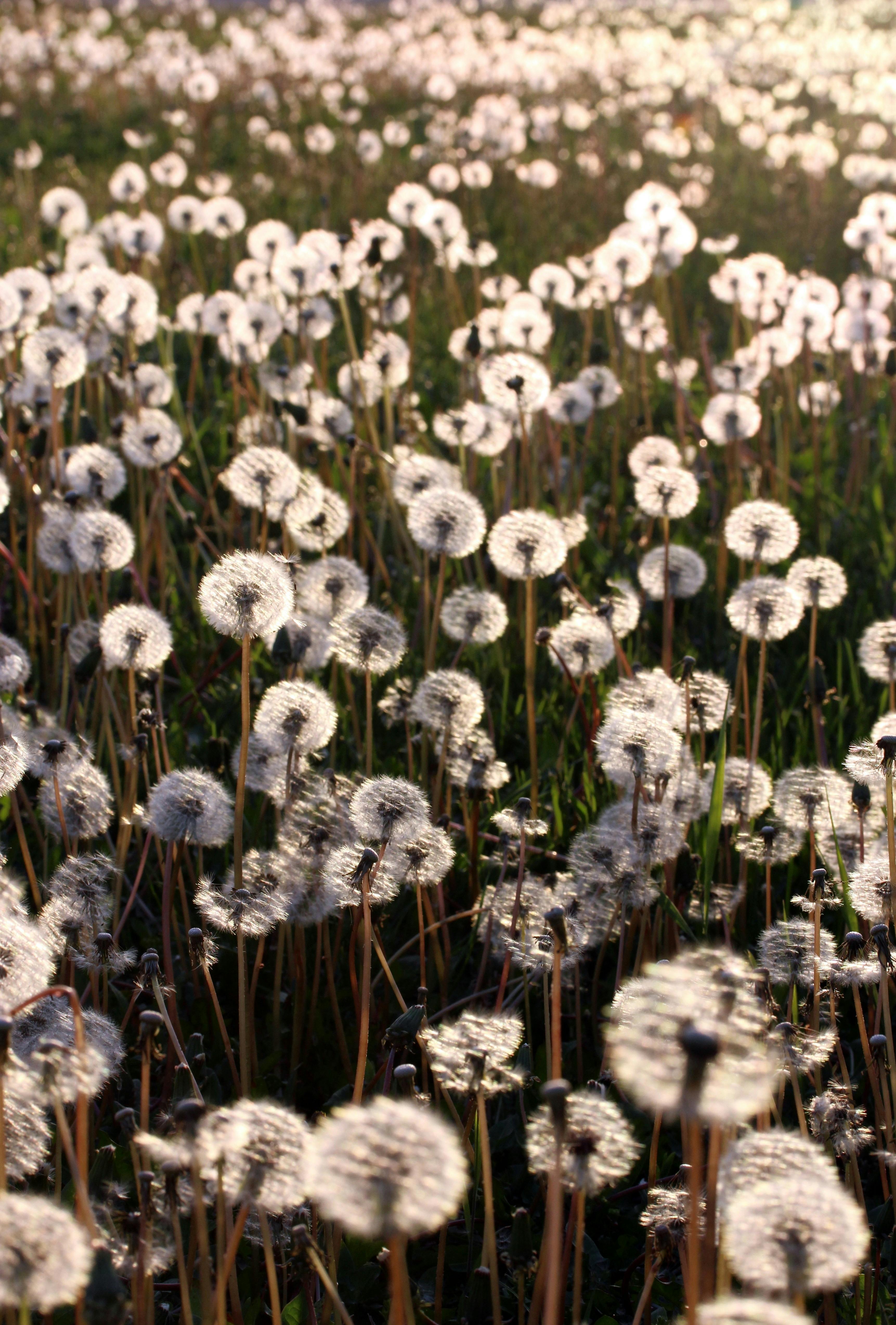 Dandelion Field · Free Stock Photo