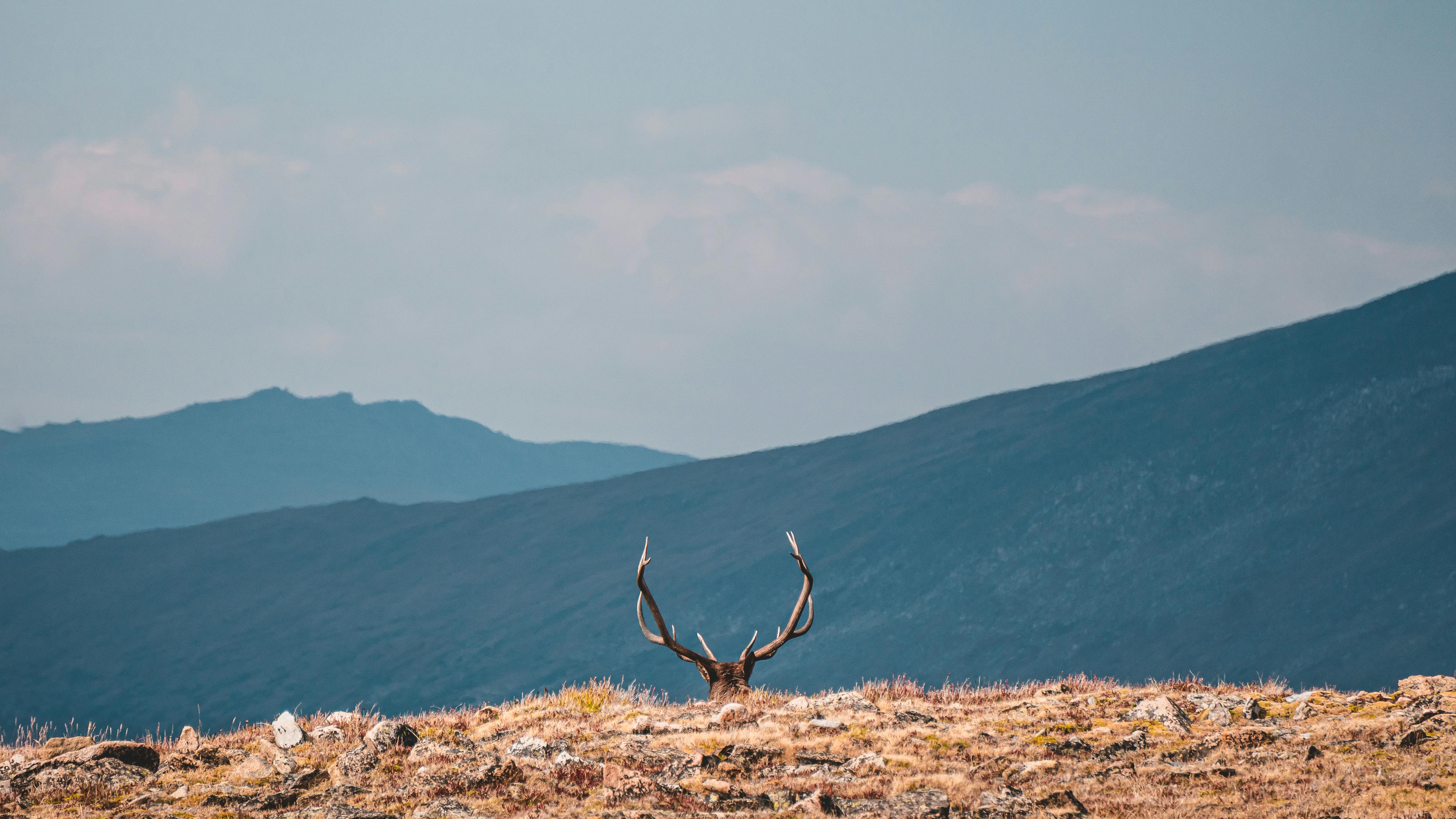 grátis Foto profissional grátis de abrir, amável, ameaçado de extinção Foto profissional