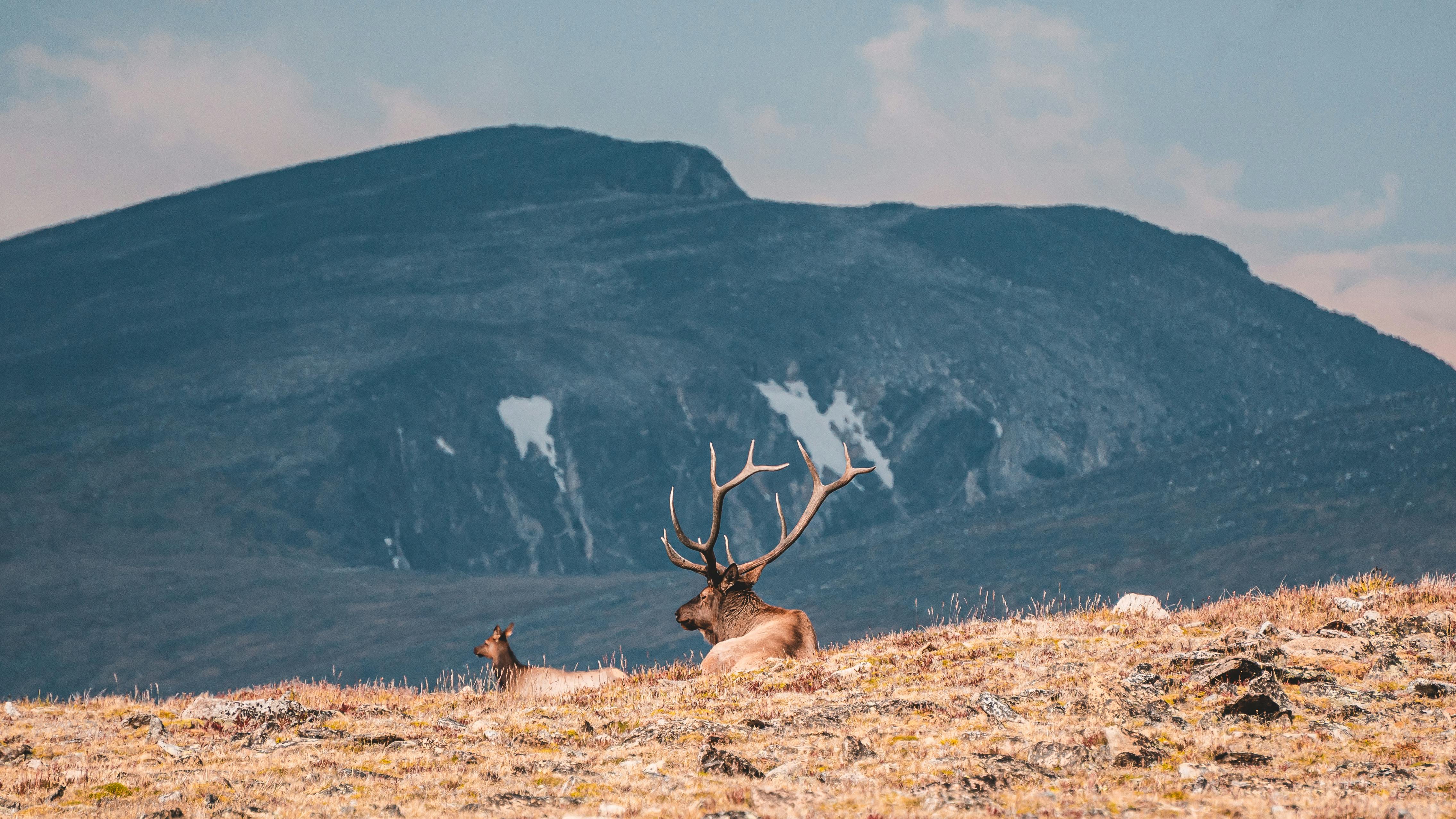 grátis Foto profissional grátis de adaptação, animais selvagens, animal Foto profissional