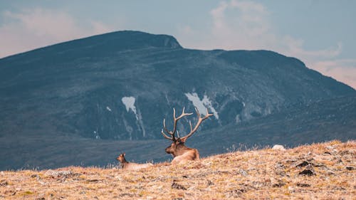 Ilmainen kuvapankkikuva tunnisteilla eläin, kauriit, kenttä