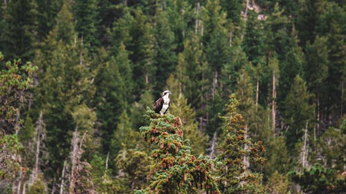 Eagle Sitting on Conifer Tree in Forest