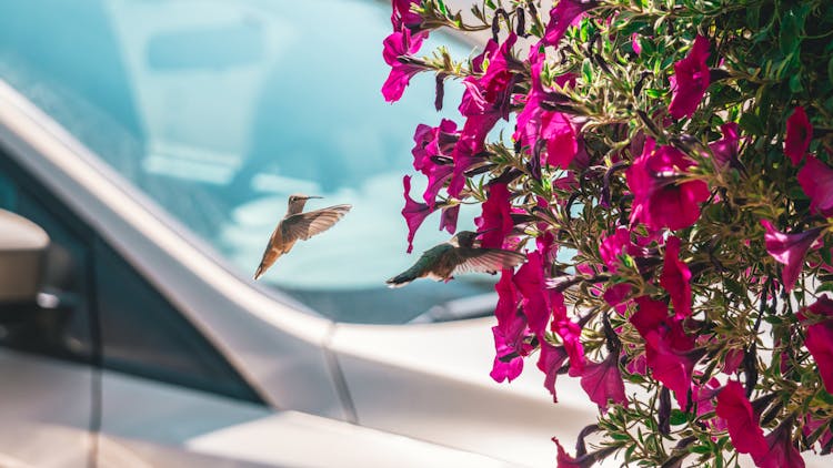 Hummingbirds With Blooming Flowers