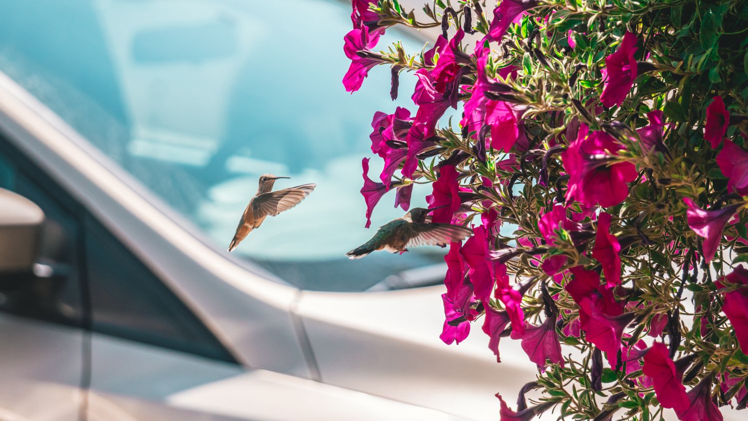 Hummingbird Photos, Download The BEST Free Hummingbird Stock Photos ...
