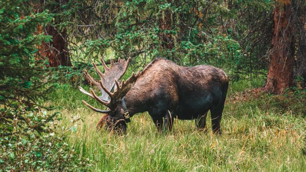 A moose with large antlers grazing in a lush, green forest clearing.