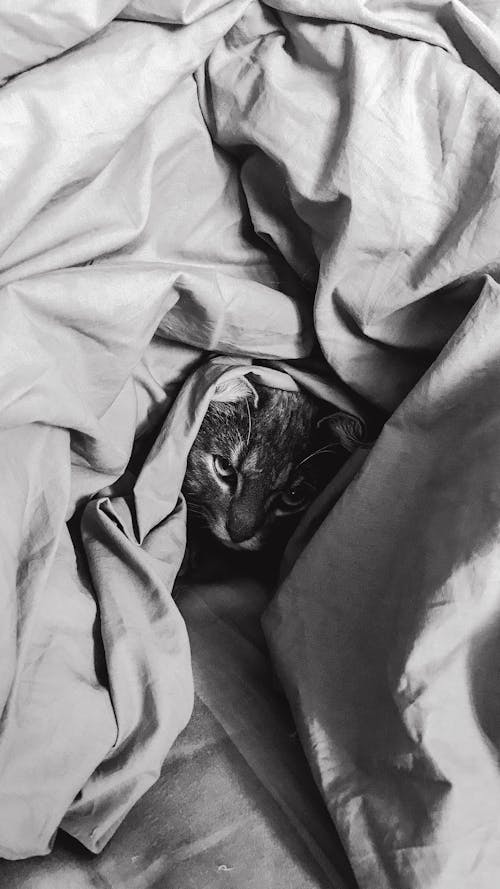 A Tabby Cat in the Blanket