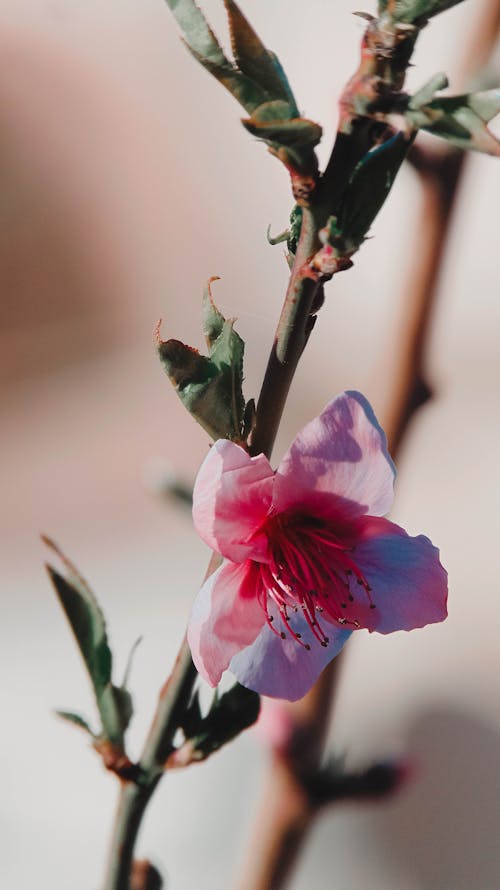 A Beautiful Pink Flower on the Branch