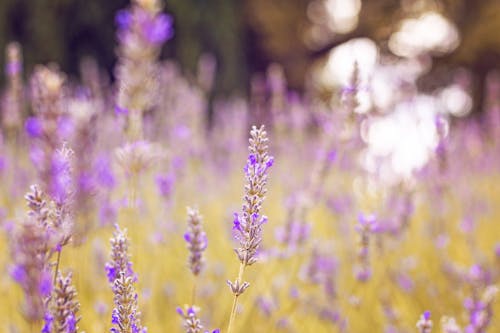 Purple Flower in Tilt Shift Lens