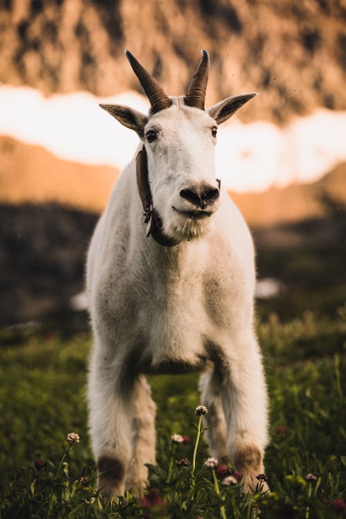 White Goat on Green Grass 