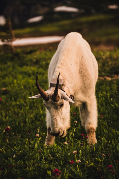 A White Goat on the Green Grass Field