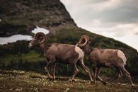 A Ram Walking on Green Grass While Peeing