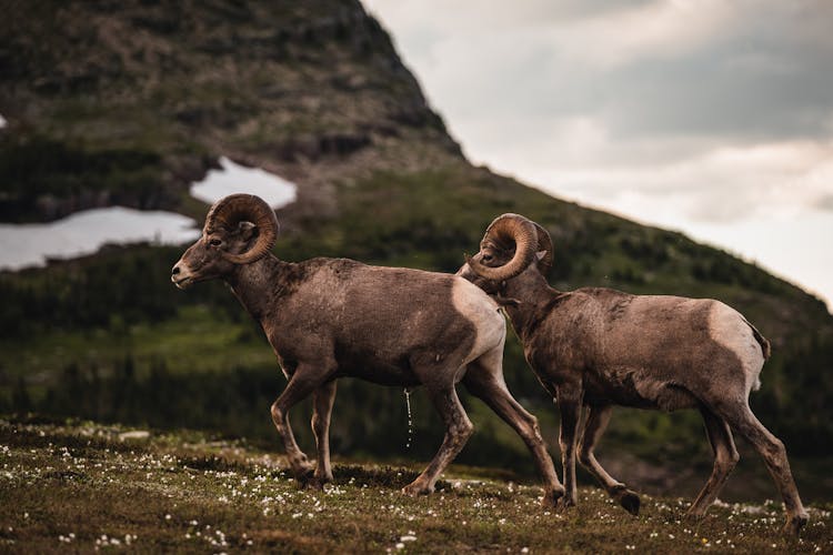 A Ram Walking On Green Grass While Peeing