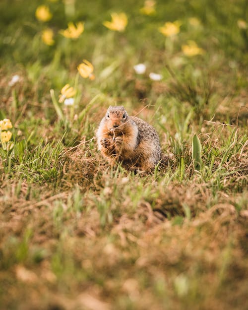 Brown and Gray Rodent on Green Grass