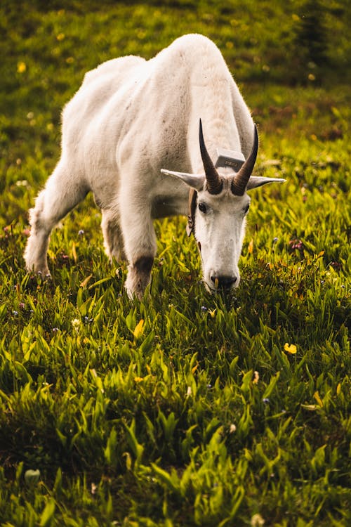 White Goat Eating Grass