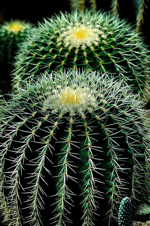 Green White and Yellow Petal Torny Flower