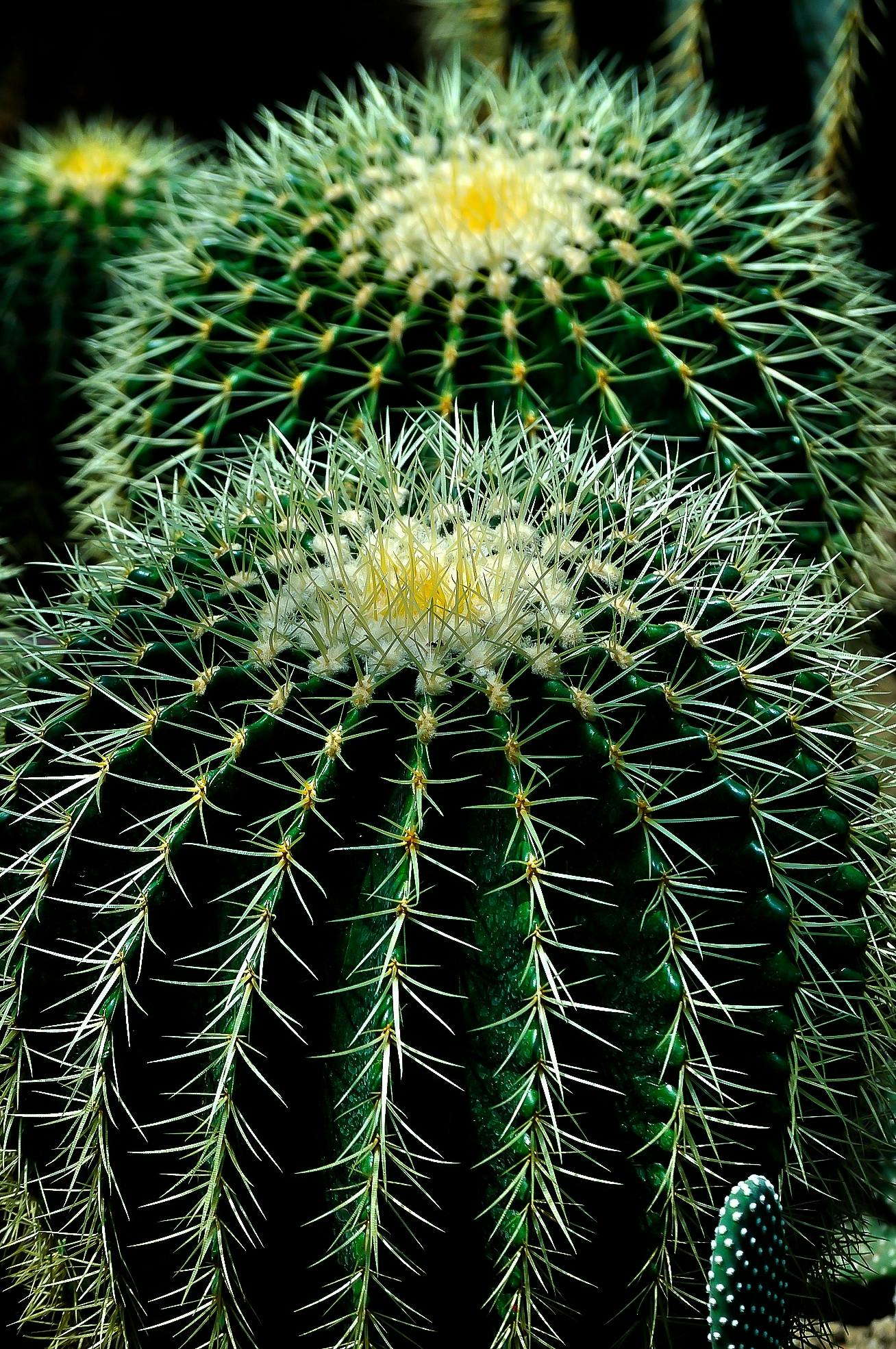  Cactus  Plant  Free Stock Photo