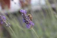 Bee collecting pollen on flower