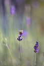 Honeybee collecting pollen from flower