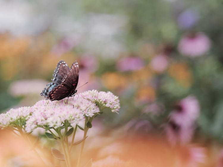  Butterfly On A Cluster Of Flowers