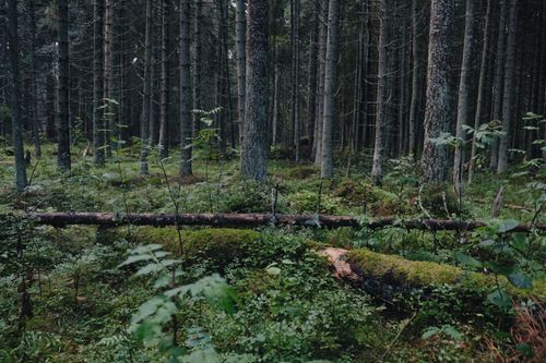 Free A serene view of an Estonian forest with lush green moss covering the ground and tree trunks. Stock Photo