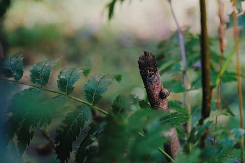 Free stock photo of estonia, fern, forest